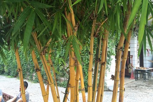 黃竹圖片 黃竹用途 黃竹價(jià)格 土巴兔家居百科