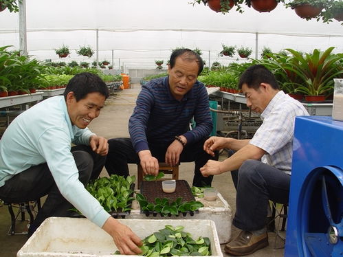 致富榜樣 培植西安花卉市場的領軍人物——劉新保的創業之路與信息咨詢價值